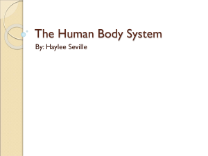 The Human Body System