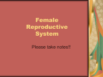 Female Reproductive System