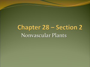 Nonvascular Plants Powerpoint