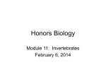 Honors Biology - WordPress.com