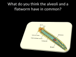 What do you think the alveoli and a flatworm have in common?