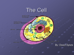 The Cell - hfedun331fa2011