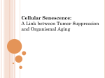 Cellular Senescence
