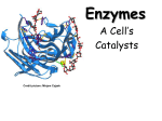 Enzymes - Science Geek