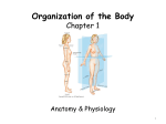 Organization of the Body