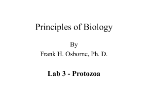 Lab03Protozoa