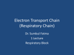 3-Respiratory Chain[1]2016-02-01 03:541.7 MB