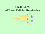 Ch. 4: ATP and Cellular Respiration