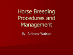 Horse Breeding Procedures and Management