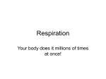 Respiration Student Copy