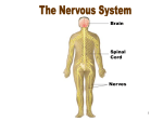 Nervous System - Northwest ISD Moodle