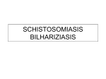 SCHISTOSOMIASIS BILHARIZIASIS