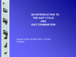 THE GAIT CYCLE