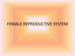 FEMALE REPRODUCTIVE SYSTEM