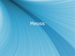 Meiosis - cloudfront.net
