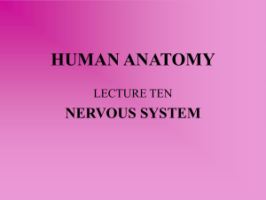 HUMAN ANATOMY - WordPress.com