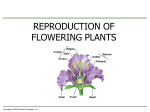 plant reproduction - Madison County Schools
