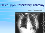 CH_22_Upper_ Resp_anatomy