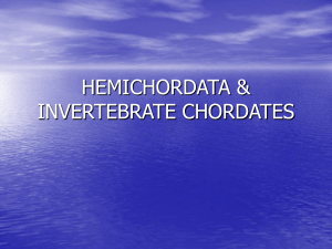 HEMICHORDATA__INVERTEBRATE_CHORDATES