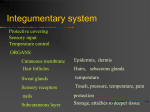 Integumentary system