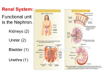 14. Renal System Part 1