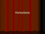Honey Bees - WordPress.com