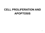 CELL PROLIFERATION AND APOPTOSIS