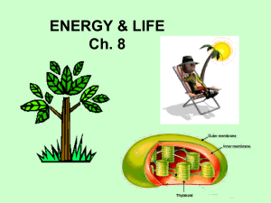 can make their own food using energy from sunlight. Ex: Green