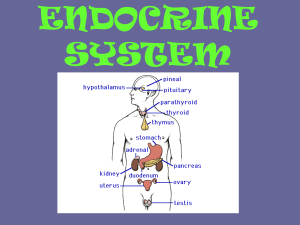 endocrine system - Northwest ISD Moodle