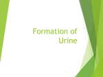 Lesson 7b - Urine Formation