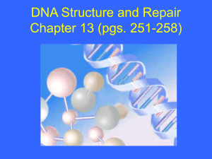 DNA polymerase