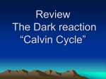 Review The Dark reaction “Calvin Cycle”