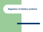Digestion of dietary proteins
