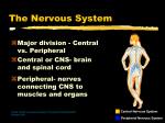 the nervous system powerpoint
