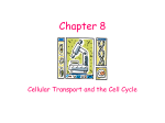 Chapter 8: Cellular Transport and the Cell Cycle