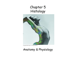 Simple squamous - Net Start Class