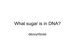 What sugar is in DNA?