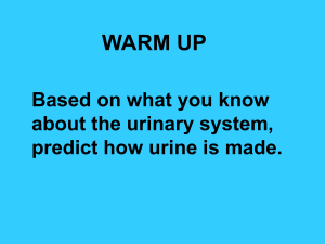 Urinary System