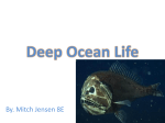 Deep Ocean Life - rms