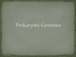 Prokaryotic DNA notes