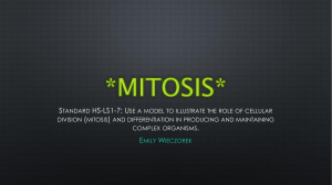 Mitosis - Wikispaces