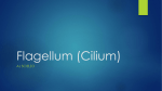 Flagellum/Cillium