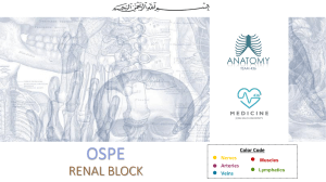 Anatomy OSPE
