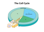 The Cell Cycle