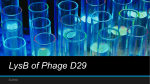 LysB of Phage D29