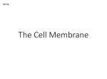 The Cell Membrane - Roderick Biology