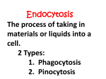 Endocytosis 2 Types: 1. Phagocytosis 2. Pinocytosis