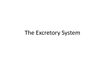 Excretory System - White Plains Public Schools