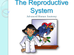 The Reproductive System