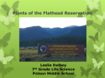 Plants of the Flathead Reservation